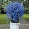3 Lobelias Azuro 2 3 Lobelias Azuro -France Fournitures De Jardin Soldes 2024 100237 1 1699881811864