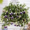 3 Fuchsias Retombants Blue Angel -France Fournitures De Jardin Soldes 2024 100239 1