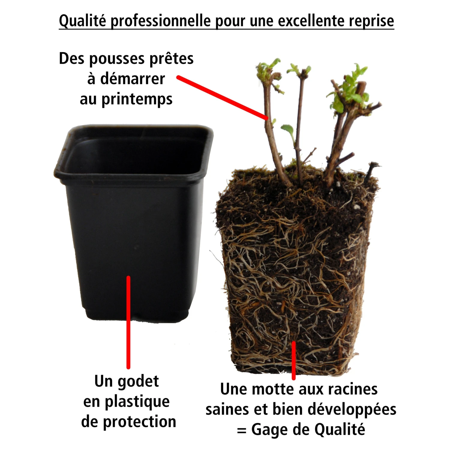 3 Fuchsias Retombants Bicentennial 4 3 Fuchsias Retombants Bicentennial – Image 2