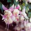 3 Fuchsias Résistants Au Gel Annabel 1 3 Fuchsias Résistants Au Gel Annabel -France Fournitures De Jardin Soldes 2024 100242 1 1704808729911