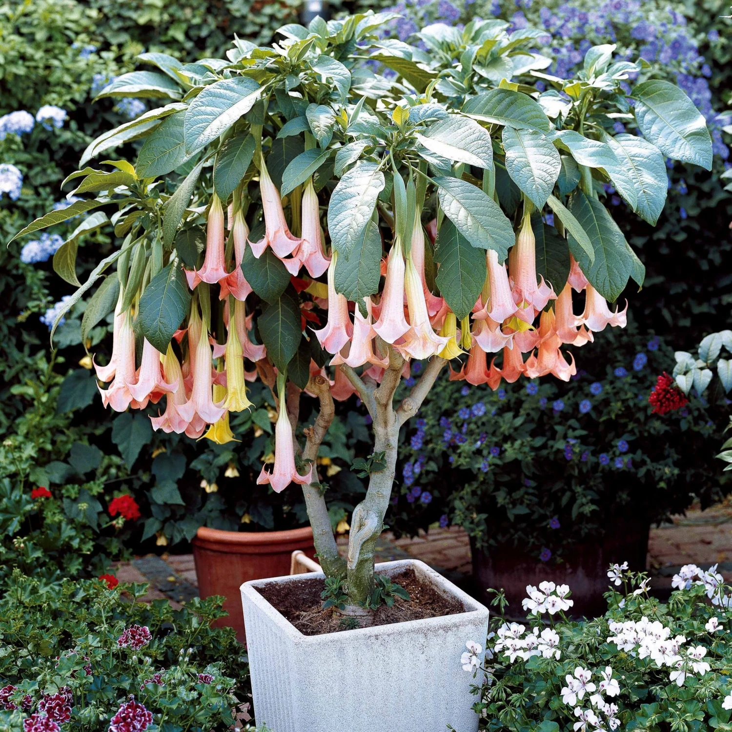 Brugmansia Exotic Pink 3 Brugmansia Exotic Pink