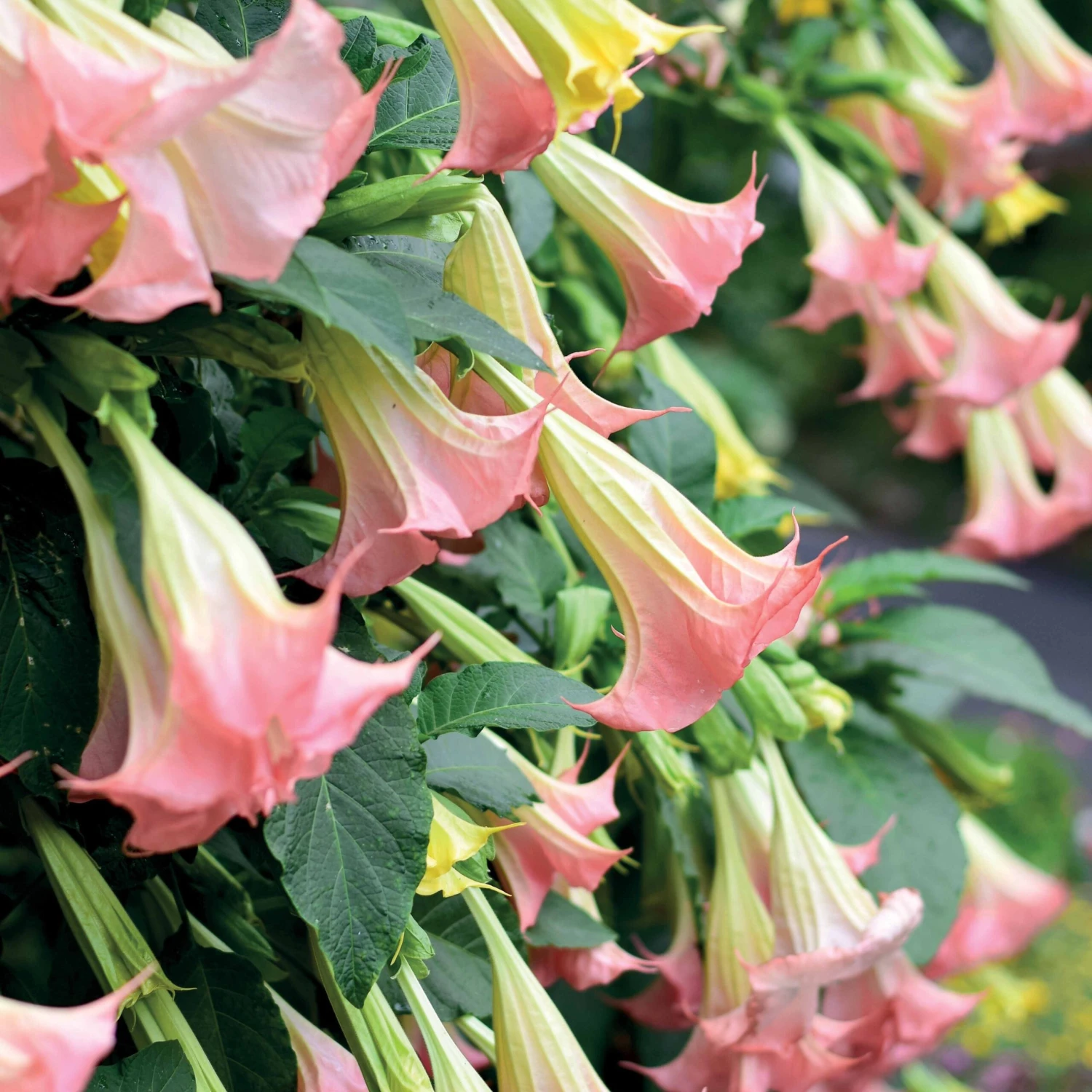 Brugmansia Exotic Pink 4 Brugmansia Exotic Pink â Image 2
