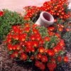 3 Ficoïdes Rouges -France Fournitures De Jardin Soldes 2024 100249 1