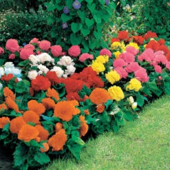Massif D'été Fleuri En Mélange - 1,5 M² -France Fournitures De Jardin Soldes 2024 100277 2 800x 1703153053942