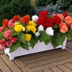 16 Bégonias Non Stop Jaunes, Rouges, Roses, Blancs En Mélange 8 16 Bégonias Non Stop Jaunes, Rouges, Roses, Blancs En Mélange -France Fournitures De Jardin Soldes 2024 100277 3