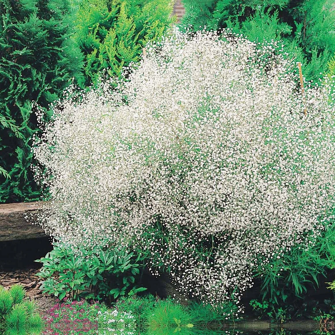 Massif De 50 Plantes Vivaces Assorties - Superficie Environ 6 M² 4 Massif De 50 Plantes Vivaces Assorties - Superficie Environ 6 M² – Image 2