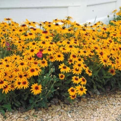 Massif De 50 Plantes Vivaces Assorties - Superficie Environ 6 M² 20 Massif De 50 Plantes Vivaces Assorties - Superficie Environ 6 M² -France Fournitures De Jardin Soldes 2024 100308 10