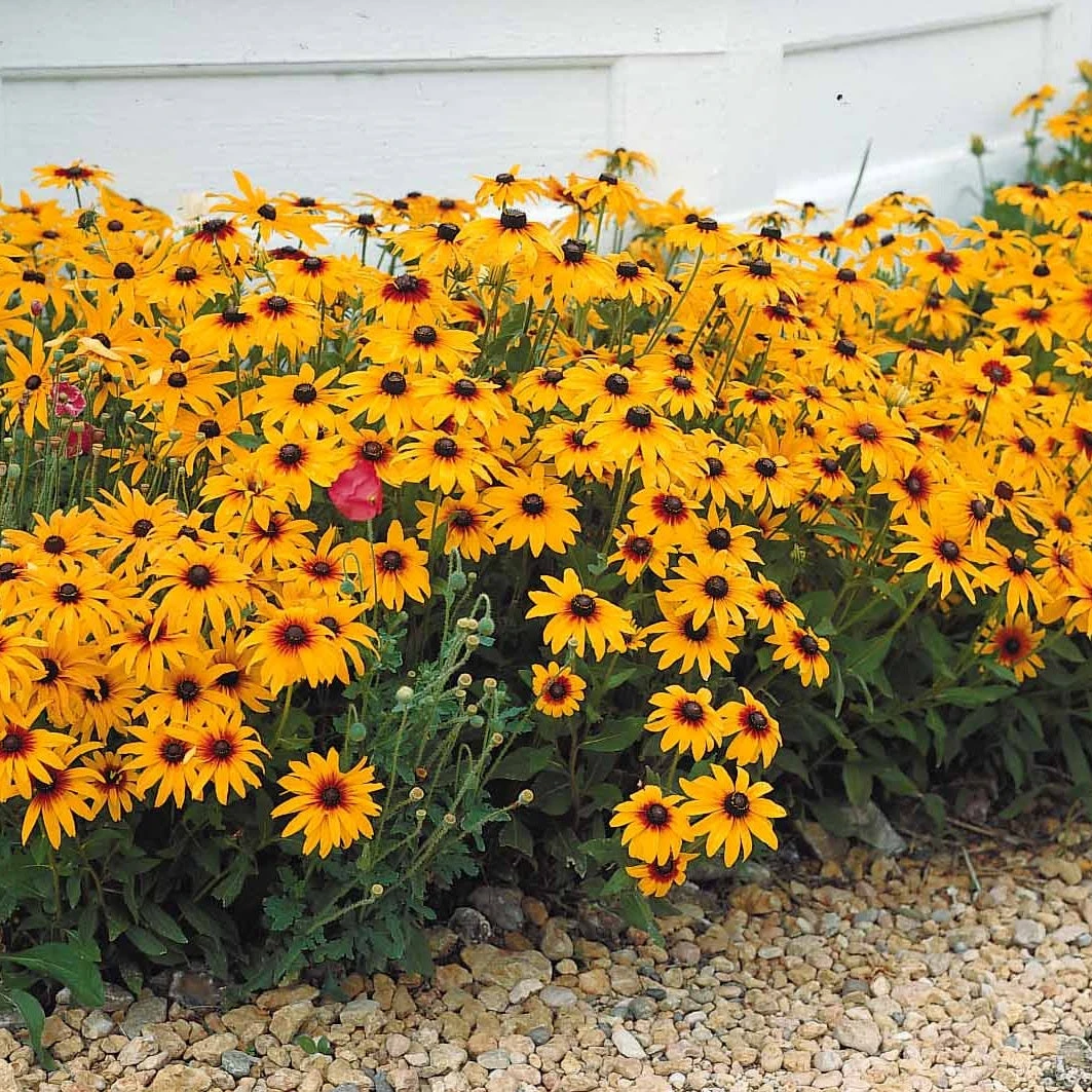 Massif De 50 Plantes Vivaces Assorties - Superficie Environ 6 M² 11 Massif De 50 Plantes Vivaces Assorties - Superficie Environ 6 M² – Image 9