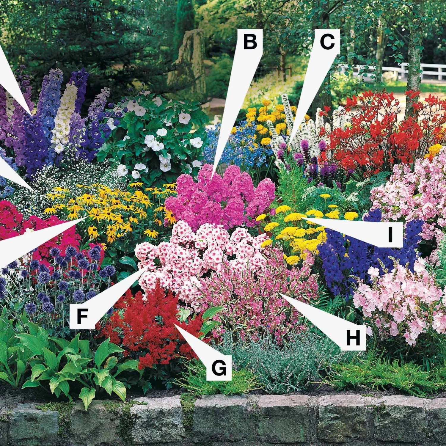 Massif De 50 Plantes Vivaces Assorties - Superficie Environ 6 M² 12 Massif De 50 Plantes Vivaces Assorties - Superficie Environ 6 M² – Image 10