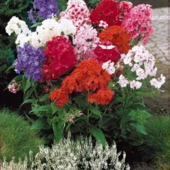 Massif De 50 Plantes Vivaces Assorties - Superficie Environ 6 M² 17 Massif De 50 Plantes Vivaces Assorties - Superficie Environ 6 M² -France Fournitures De Jardin Soldes 2024 100308 4