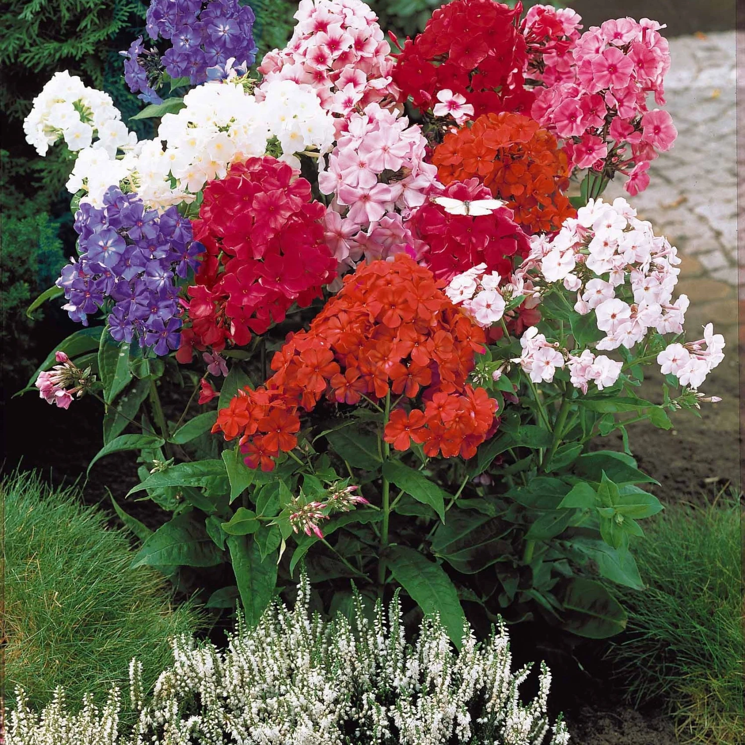 Massif De 50 Plantes Vivaces Assorties - Superficie Environ 6 M² 8 Massif De 50 Plantes Vivaces Assorties - Superficie Environ 6 M² – Image 6