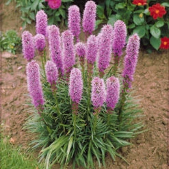 Massif De 50 Plantes Vivaces Assorties - Superficie Environ 6 M² 14 Massif De 50 Plantes Vivaces Assorties - Superficie Environ 6 M² -France Fournitures De Jardin Soldes 2024 100308 5