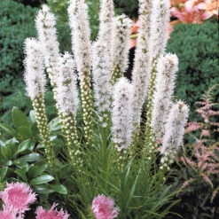 Massif De 50 Plantes Vivaces Assorties - Superficie Environ 6 M² 15 Massif De 50 Plantes Vivaces Assorties - Superficie Environ 6 M² -France Fournitures De Jardin Soldes 2024 100308 6