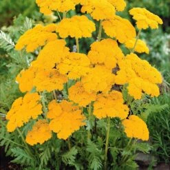 Massif De 50 Plantes Vivaces Assorties - Superficie Environ 6 M² 16 Massif De 50 Plantes Vivaces Assorties - Superficie Environ 6 M² -France Fournitures De Jardin Soldes 2024 100308 7