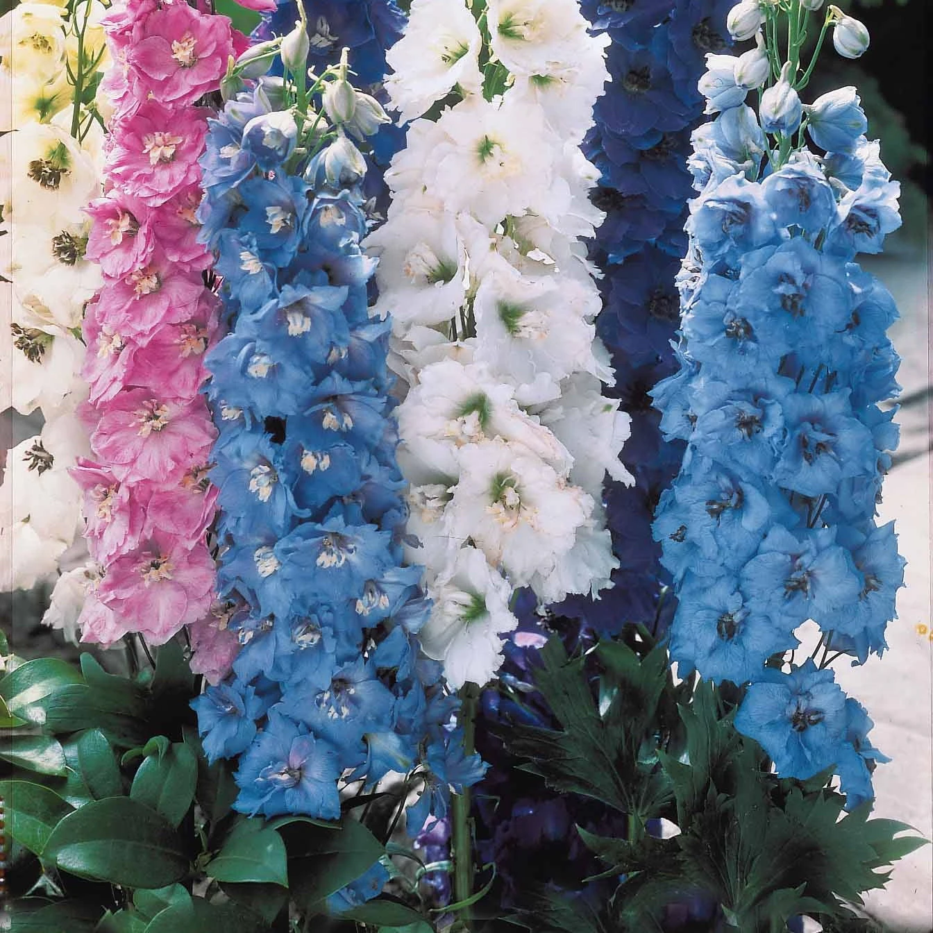 Massif De 50 Plantes Vivaces Assorties - Superficie Environ 6 M² 9 Massif De 50 Plantes Vivaces Assorties - Superficie Environ 6 M² – Image 7