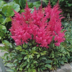 Massif De 50 Plantes Vivaces Assorties - Superficie Environ 6 M² 19 Massif De 50 Plantes Vivaces Assorties - Superficie Environ 6 M² -France Fournitures De Jardin Soldes 2024 100308 9