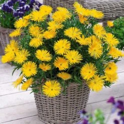 3 FicoĂŻdes Jaunes