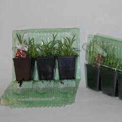 2 Œillets Paradis Roses 7 2 Œillets Paradis Roses -France Fournitures De Jardin Soldes 2024 100325 3 1706539254178