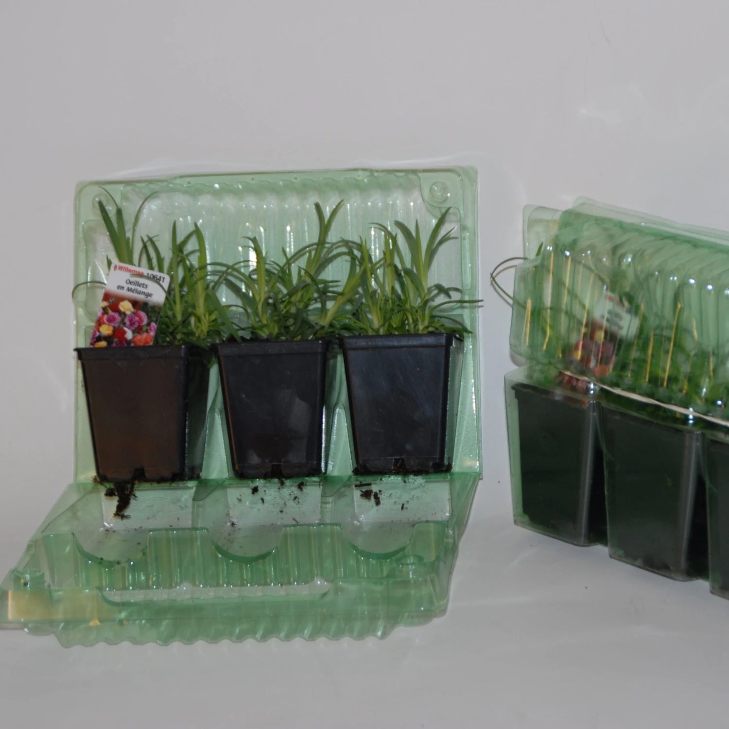 2 Œillets Paradis Roses 5 2 Œillets Paradis Roses – Image 3