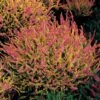 3 Bruyères D'été Rose à Feuilles Jaunes 2 3 Bruyères D'été Rose à Feuilles Jaunes -France Fournitures De Jardin Soldes 2024 100329 1 1700227809449