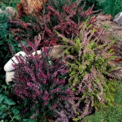 3 Bruyères D'été Rose à Feuilles Jaunes 11 3 Bruyères D'été Rose à Feuilles Jaunes -France Fournitures De Jardin Soldes 2024 100329 5 1700227844471