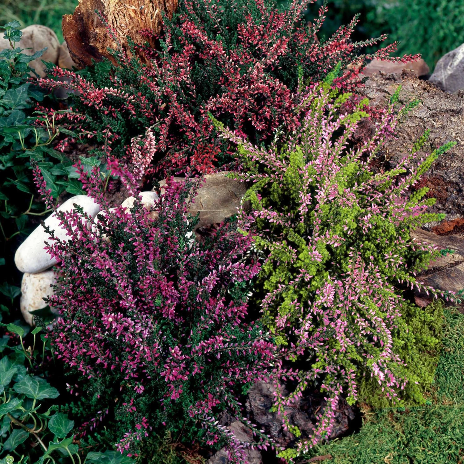 3 Bruyères D'été Rose à Feuilles Jaunes 7 3 Bruyères D'été Rose à Feuilles Jaunes – Image 5