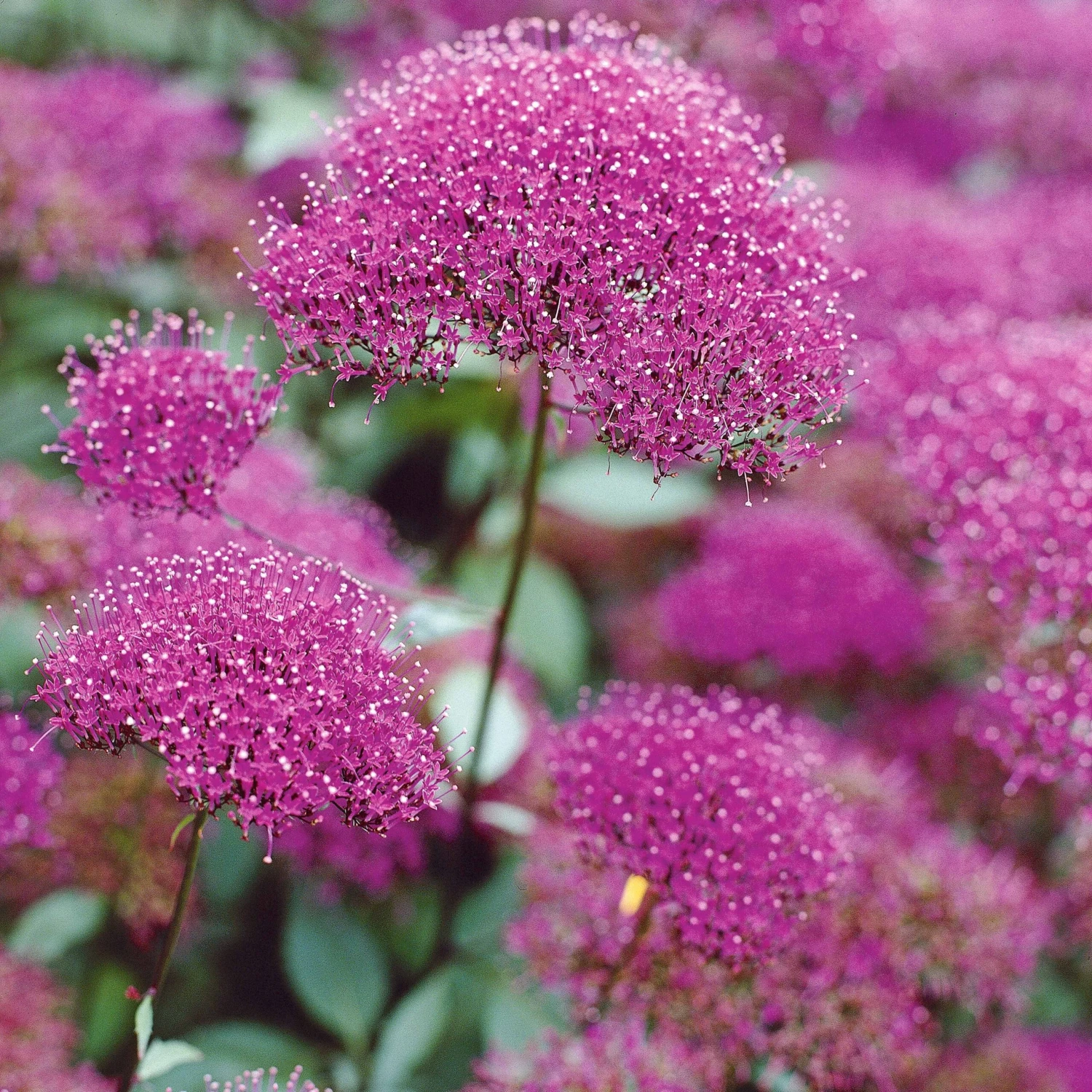 3 Trachélies 3 3 Trachélies