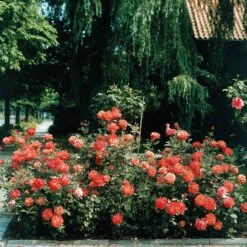 Rosier Buisson Doris Tysterman -France Fournitures De Jardin Soldes 2024 100349 2