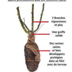 Rosier Buisson Doris Tysterman -France Fournitures De Jardin Soldes 2024 100349 3