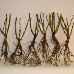 Rosier à Massif Harlequin 8 Rosier à Massif Harlequin -France Fournitures De Jardin Soldes 2024 100353 4