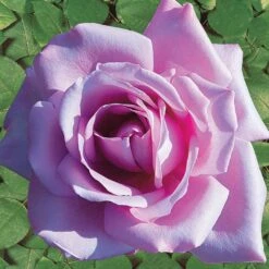 Rosier Buisson Lune Bleue 8 Rosier Buisson Lune Bleue -France Fournitures De Jardin Soldes 2024 100359 1 1699628005672