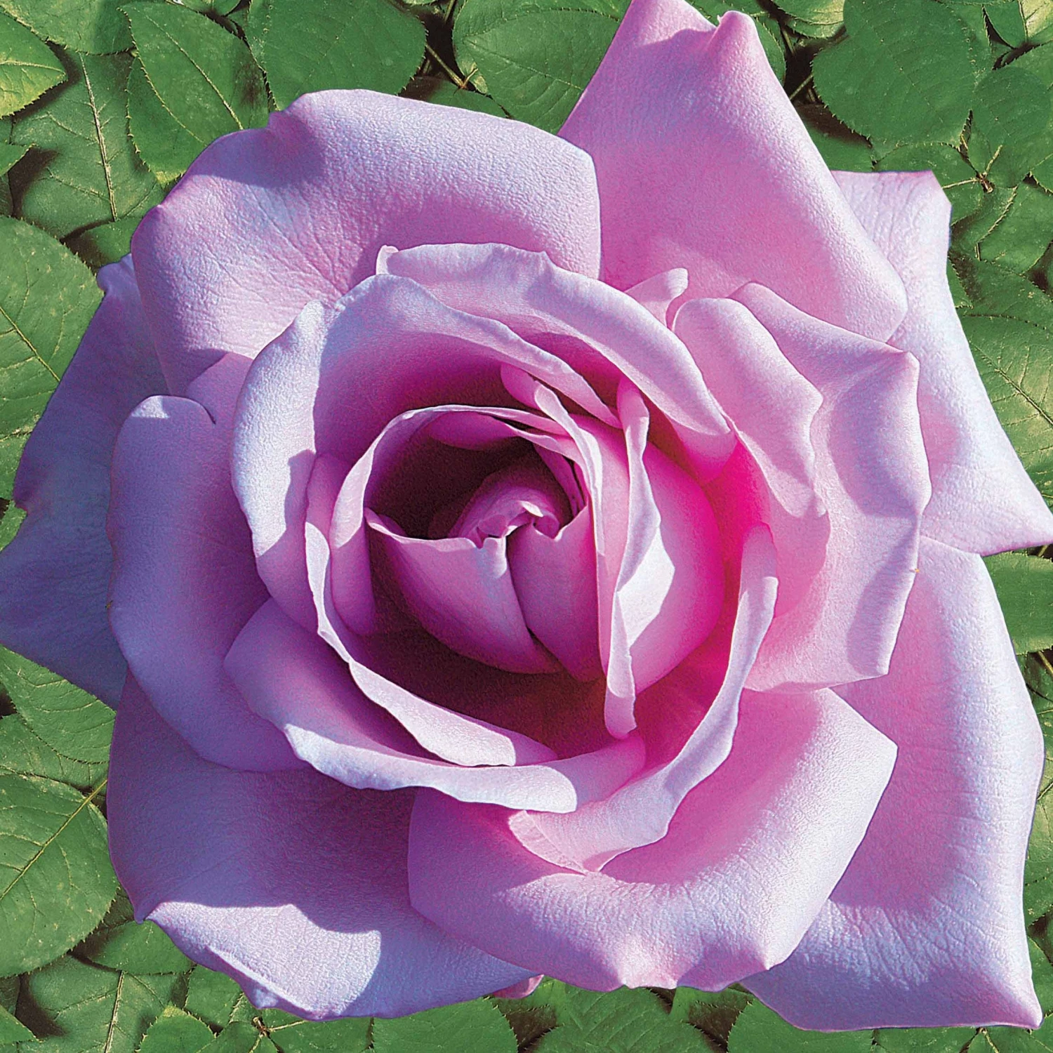 Rosier Buisson Lune Bleue 5 Rosier Buisson Lune Bleue – Image 3