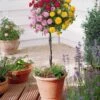 Mini-rosier Tricolore Sur Tige -France Fournitures De Jardin Soldes 2024 100365 1