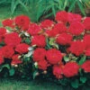 3 Mini-rosiers Randilla Rouge 2 3 Mini-rosiers Randilla Rouge -France Fournitures De Jardin Soldes 2024 100373 1 1700047358298