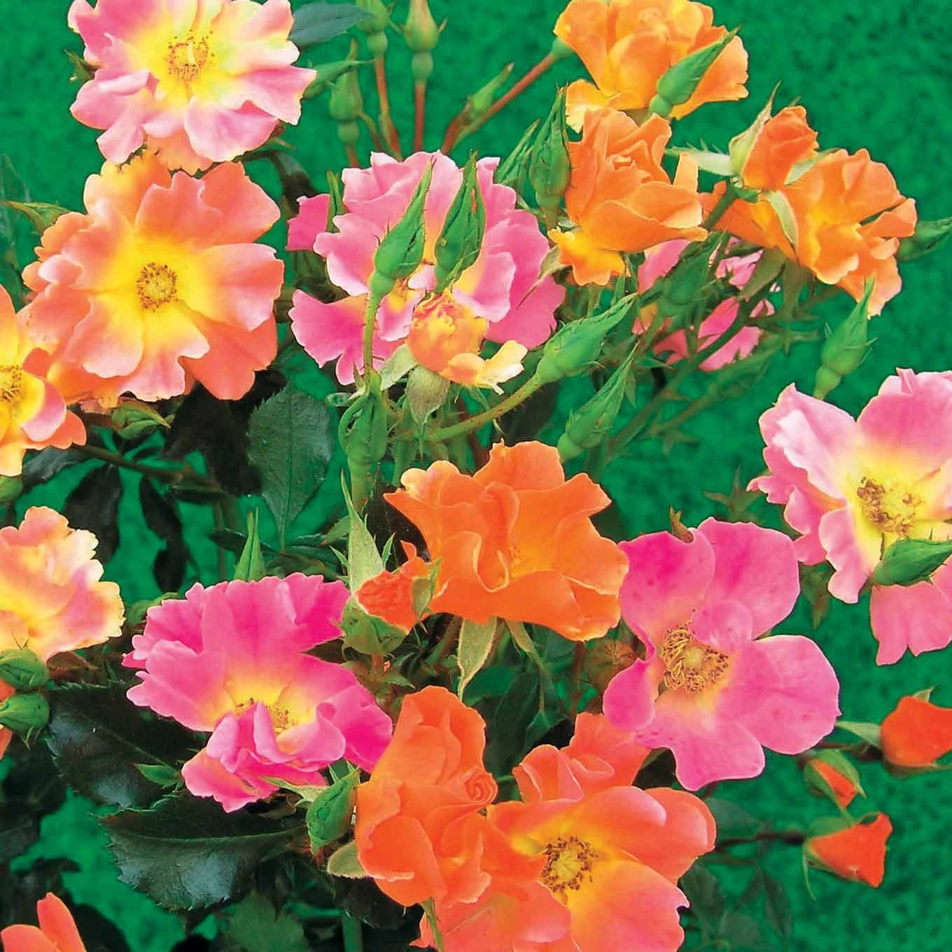 3 Rosiers Couvre-sols Happy Chappy 3 3 Rosiers Couvre-sols Happy Chappy