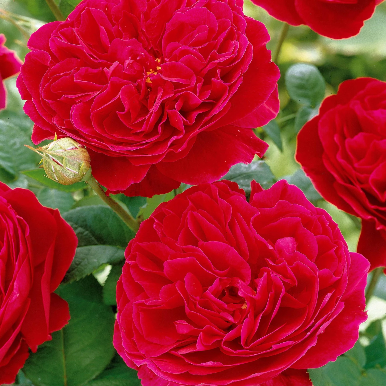 Rosier Floribunda Red Leonardo Da Vinci ® Meiangele 4 Rosier Floribunda Red Leonardo Da Vinci ® Meiangele – Image 2
