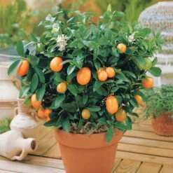 Kumquat -France Fournitures De Jardin Soldes 2024 100395 1 1706611196534