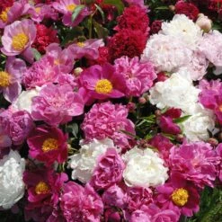 3 Pivoines Parfumées Rouge, Rose, Blanche En Mélange