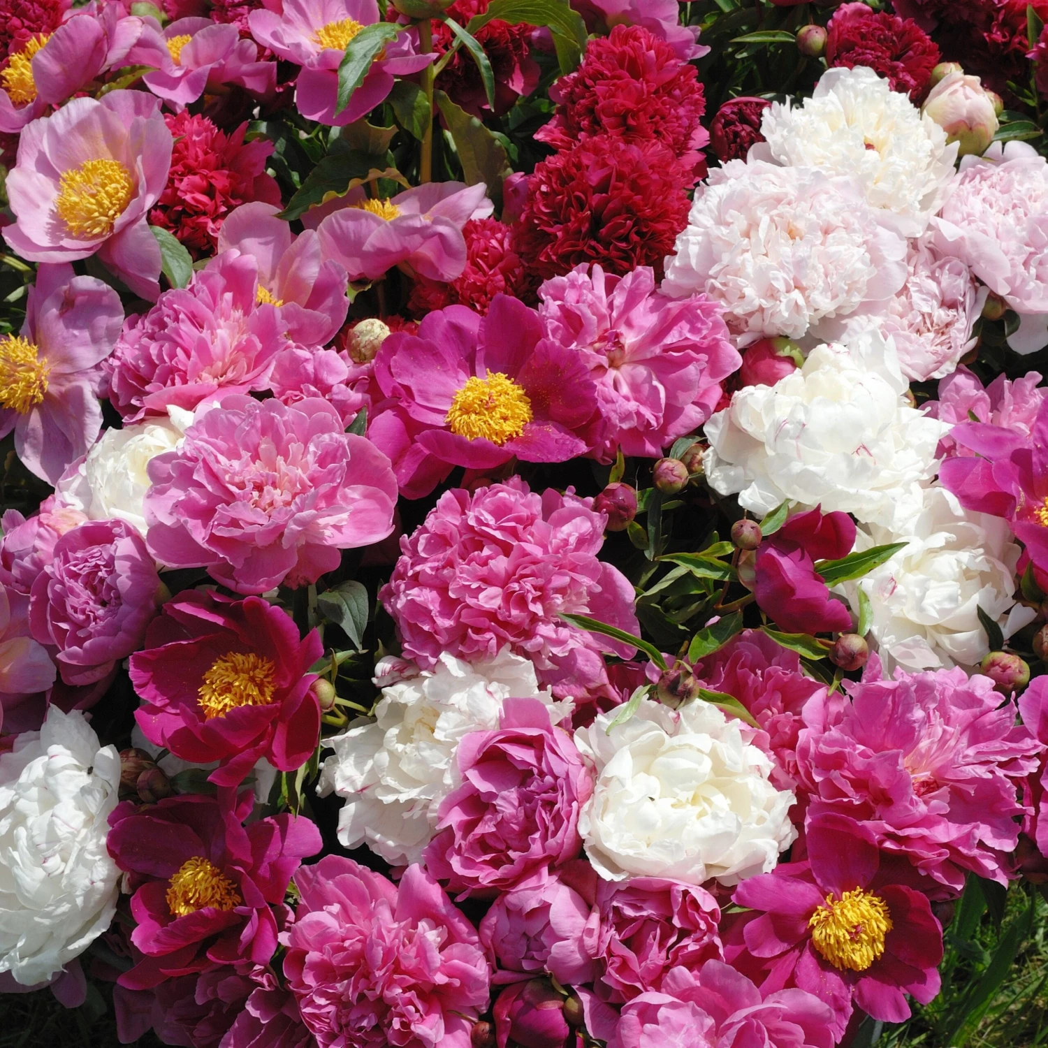 3 Pivoines Parfumées Rouge, Rose, Blanche En Mélange 3 3 Pivoines Parfumées Rouge, Rose, Blanche En Mélange