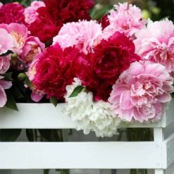 3 Pivoines Parfumées Rouge, Rose, Blanche En Mélange 8 3 Pivoines Parfumées Rouge, Rose, Blanche En Mélange -France Fournitures De Jardin Soldes 2024 100409 3