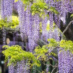 Glycine Toujours En Fleurs -France Fournitures De Jardin Soldes 2024 100410 5