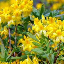 Azalée De Chine Jaune