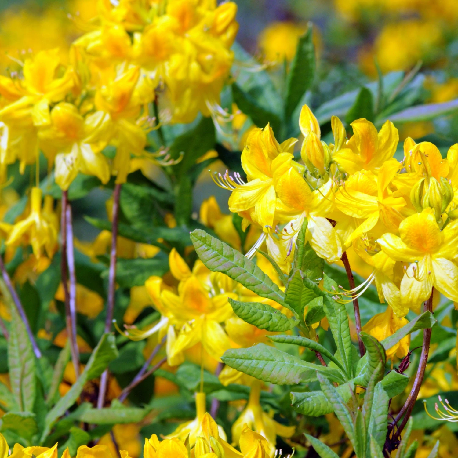 Azalée De Chine Jaune 3 Azalée De Chine Jaune