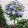 Hibiscus De Jardin Sur Tige Bleu -France Fournitures De Jardin Soldes 2024 100419 1 1700127670080