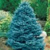 Sapin Bleu 2 Sapin Bleu -France Fournitures De Jardin Soldes 2024 100432 1