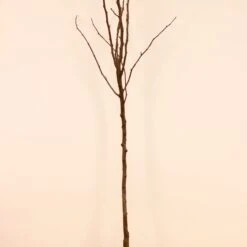 Poirier Conférence 17 Poirier Conférence -France Fournitures De Jardin Soldes 2024 100436 1 1706539274258