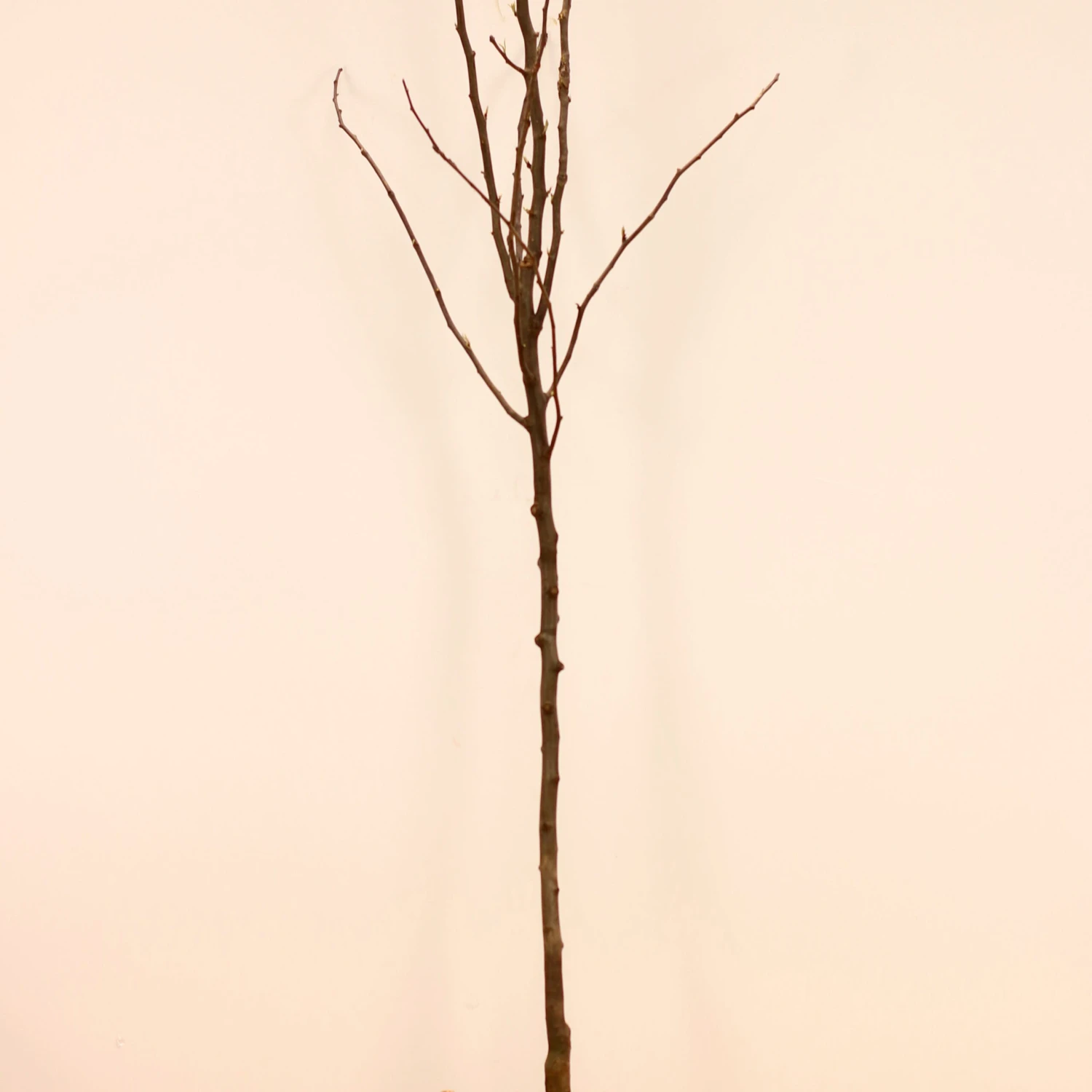 Poirier Conférence 10 Poirier Conférence – Image 8