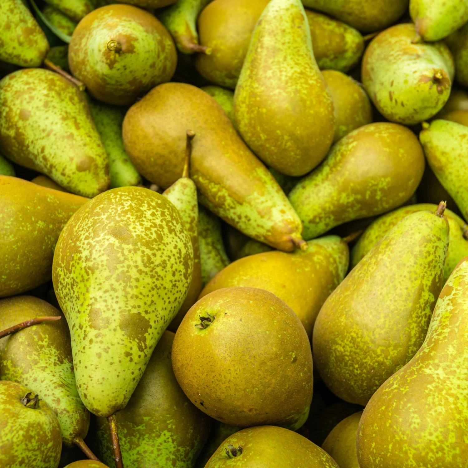 Poirier Conférence 3 Poirier Conférence