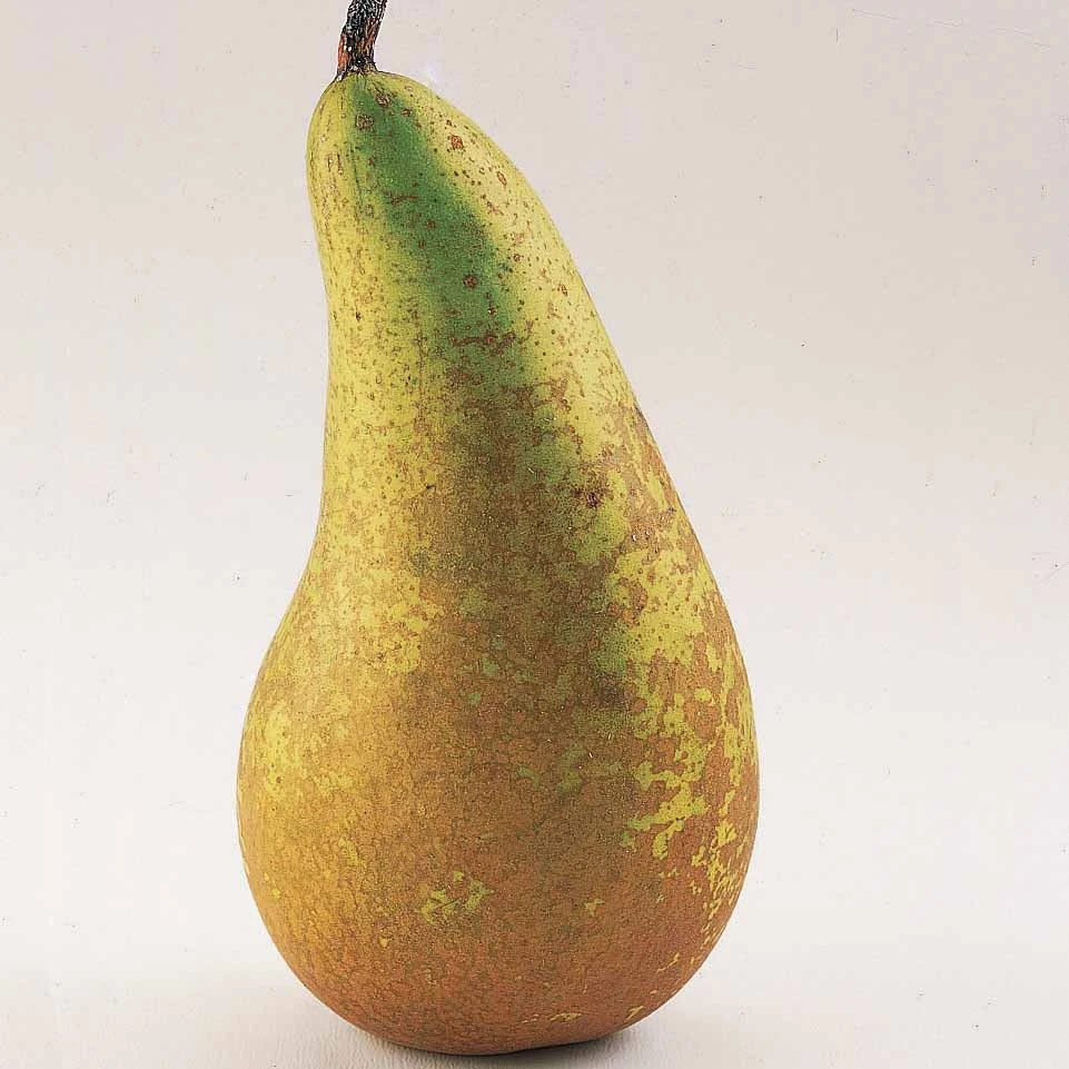 Poirier Conférence 6 Poirier Conférence – Image 4