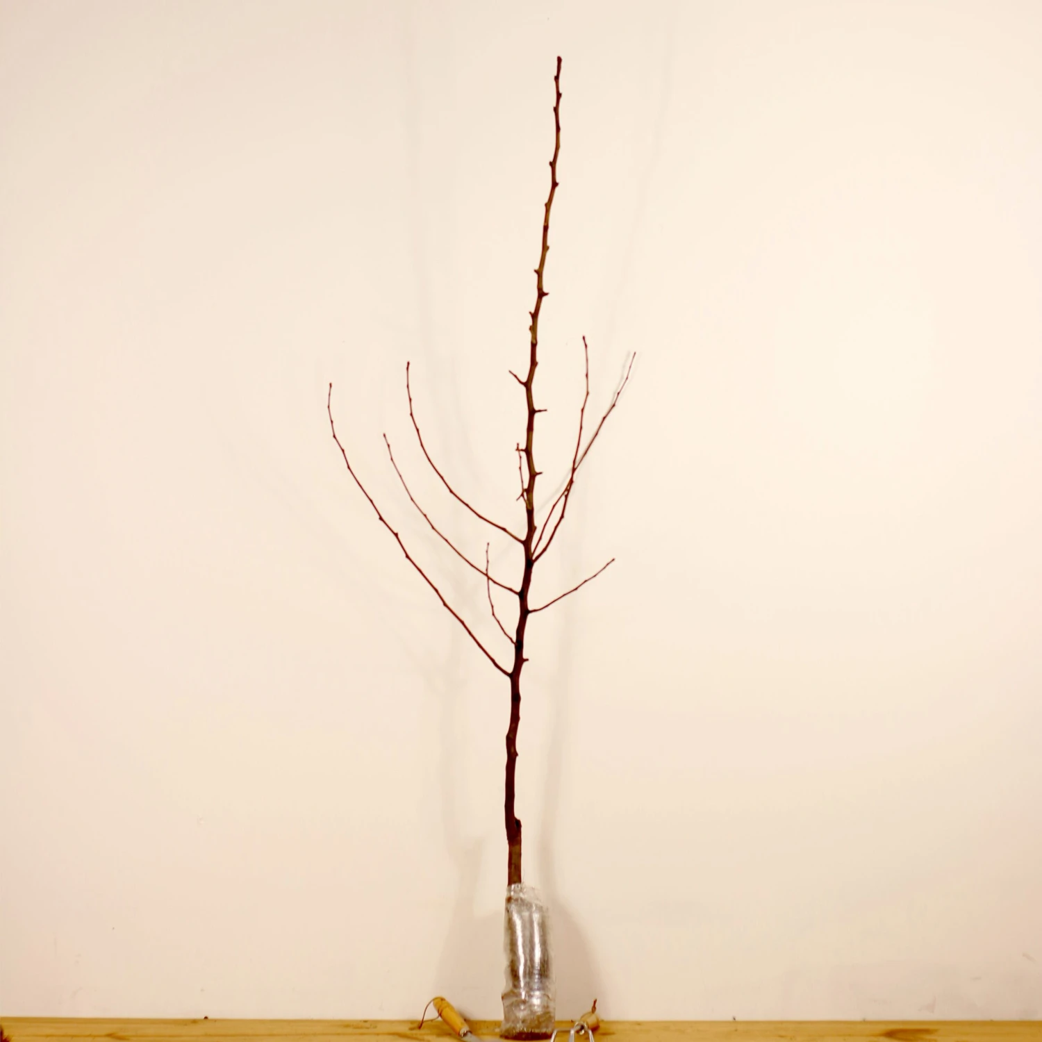 Poirier Conférence 9 Poirier Conférence – Image 7